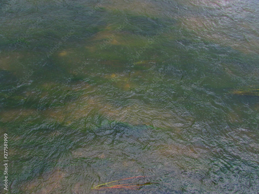 custom made wallpaper toronto digitalBright green algae plants in the orange shallow water under the thickness of the river translucent water