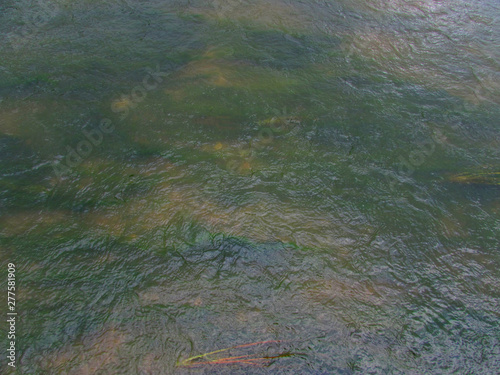 Bright green algae plants in the orange shallow water under the thickness of the river translucent water
