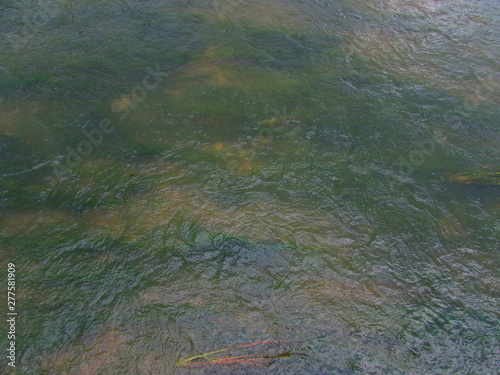 Wallpaper Mural Bright green algae plants in the orange shallow water under the thickness of the river translucent water Torontodigital.ca