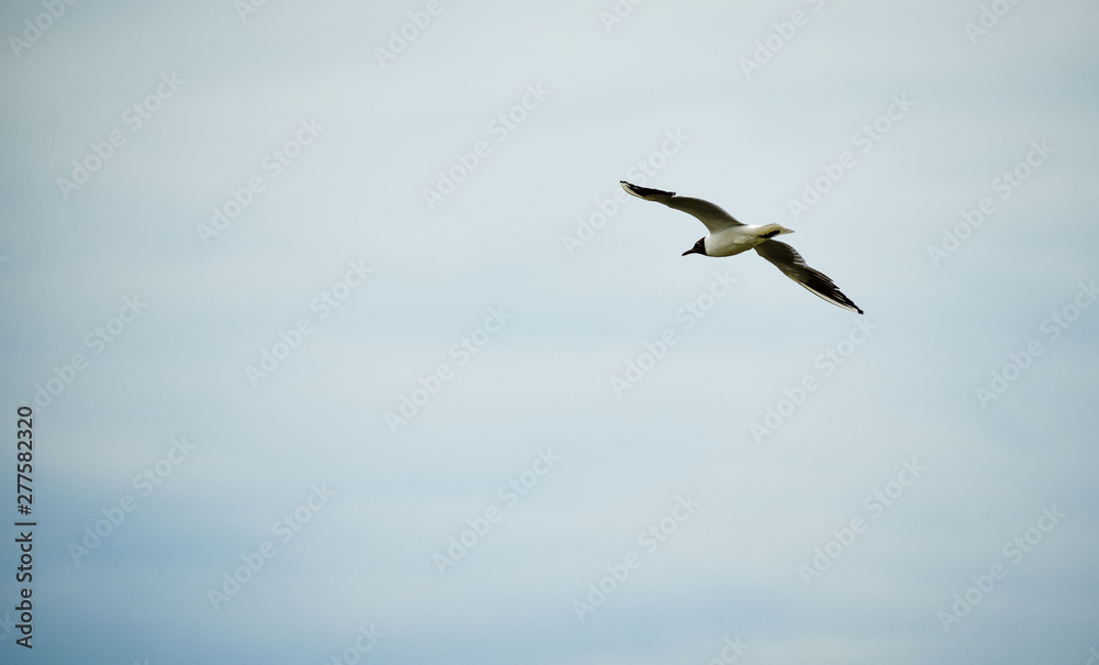 Fototapeta premium Seagull flying in a blue sky. Freedom sensation. Space for text.