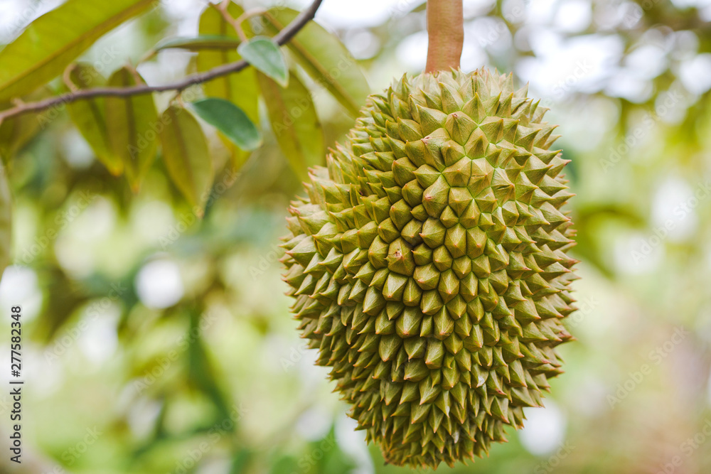 Close-up Top durian in the orchard of Thailand. Close-up Top durian in the orchard of Thailand.