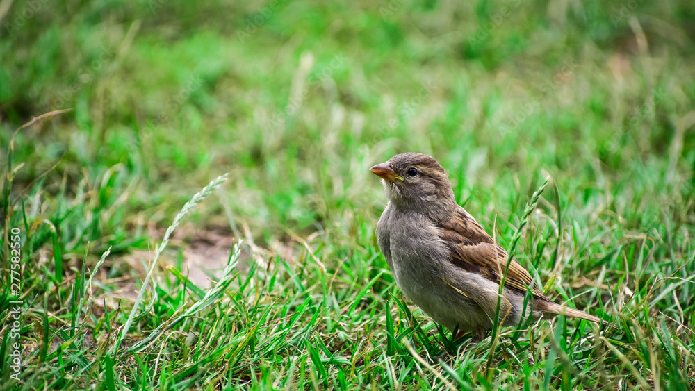 A sparrow resting in the grass. A sparrow resting in the grass.