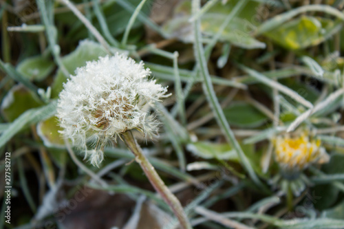 first hoar frost in autumn on a dandelion flower