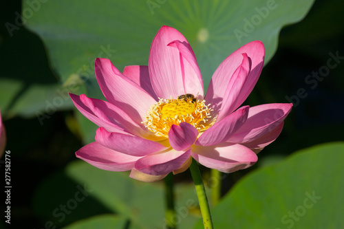 bee on Water Lotus