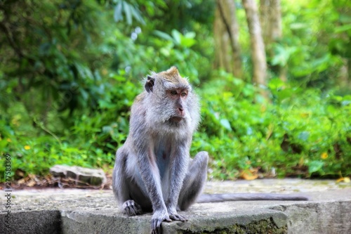 Thoughtful monkey about the future of the planet.