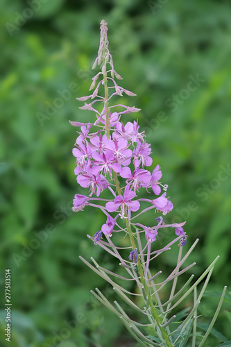 Schmalblättriges Weidenröschen, Epilobium angustifolium: Blütenstand photo