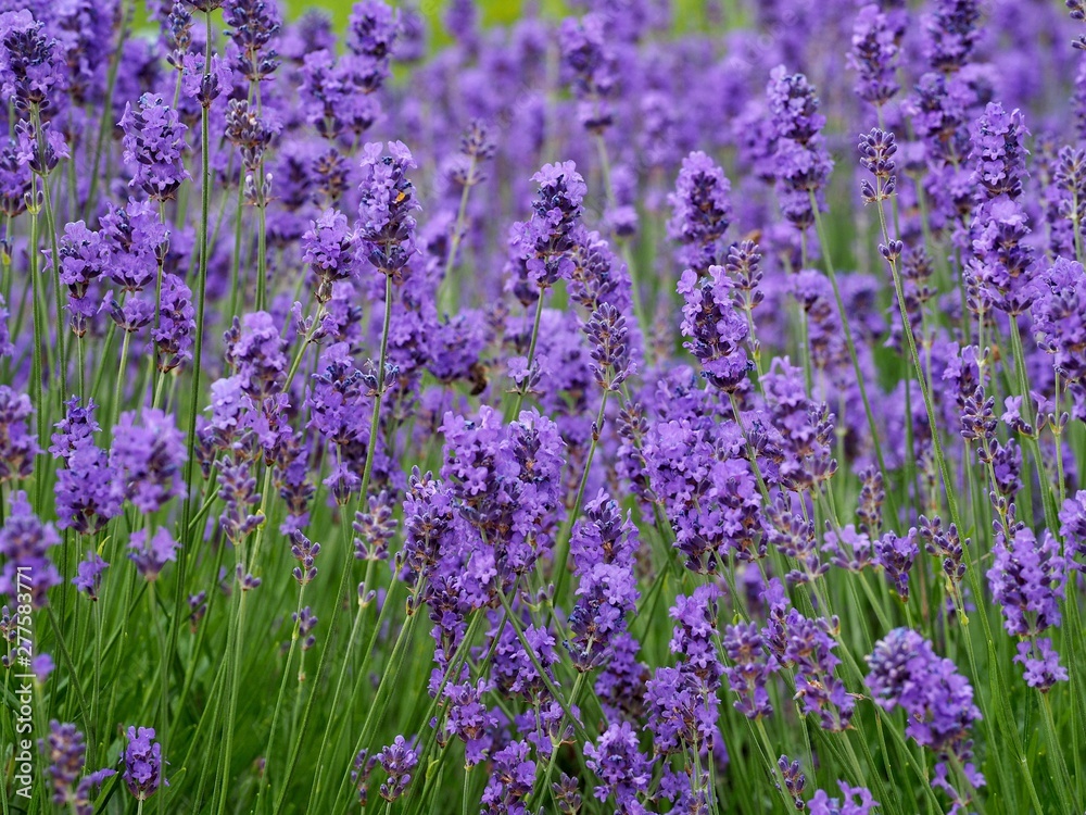 field of lavender flowers