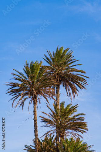 Palm trees and a blue sky