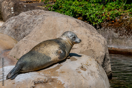 young robe in the zoo