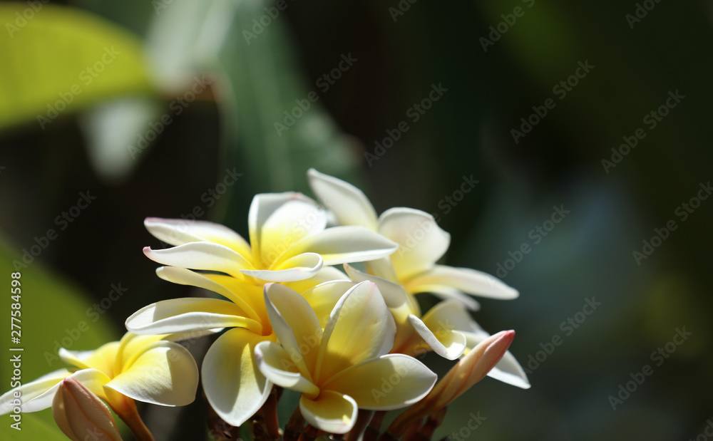 Obraz premium Frangipani Plumeria