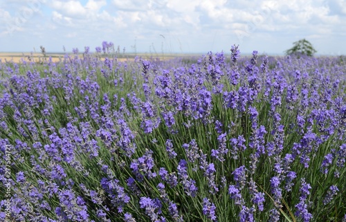 Blooming lavender in the Crimea. Lavender fields.