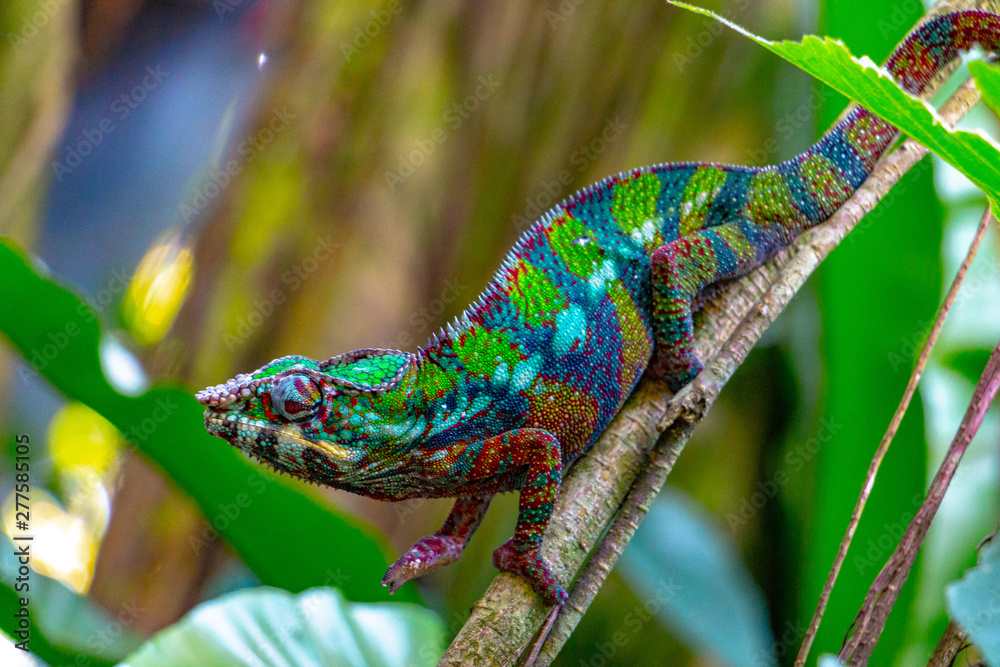 Obraz premium colorful young chameleon on a branch, motley chameleon from Madagascar