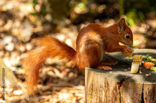 Φωτογραφία Red Squirrel
