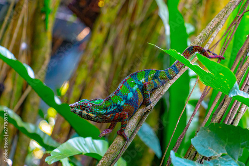 colorful chameleon on a branch, motley chameleon from Madagascar