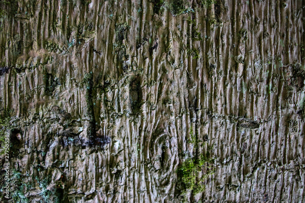 Tree bark pale texture close up Tree bark pale texture close up