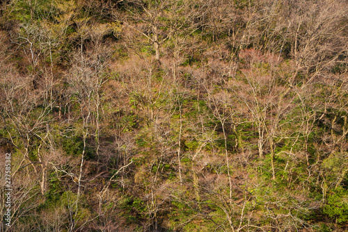 Winter woods with bare branch trees on a mountain as background