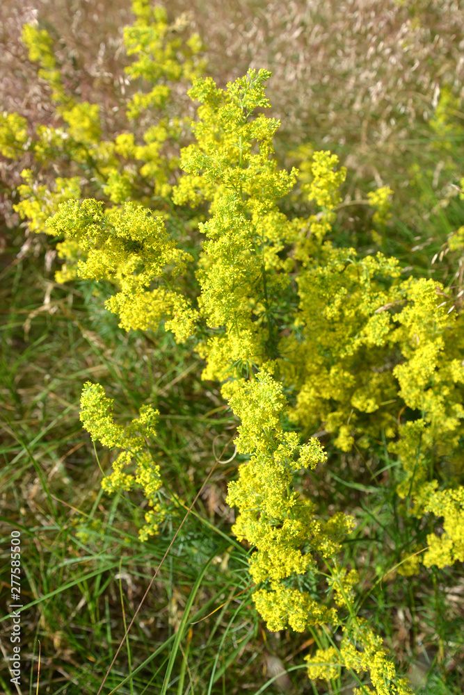 The blossoming bedstraw yellow (Galium verum L.) The blossoming bedstraw yellow (Galium verum L.)