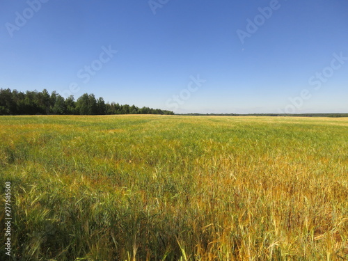 landscape ripening field of rye 