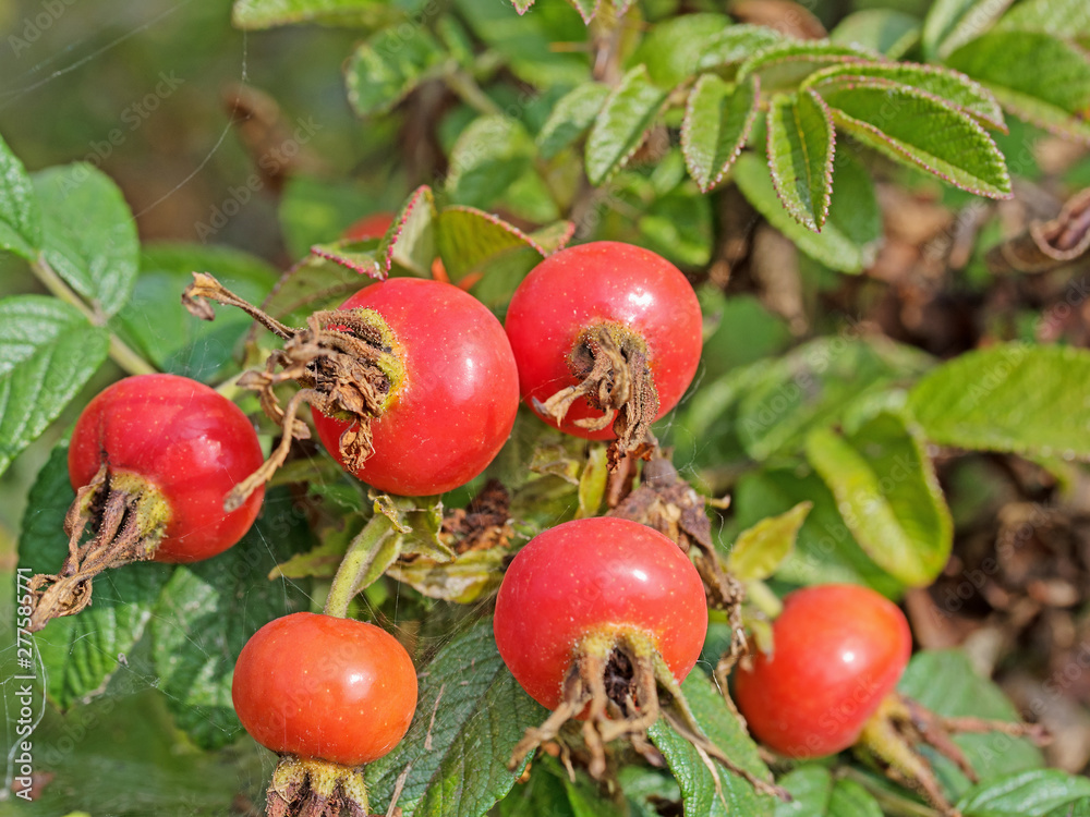 Reife Früchte der Kartoffelrose, Rosa rugosa Reife Früchte der Kartoffelrose, Rosa rugosa