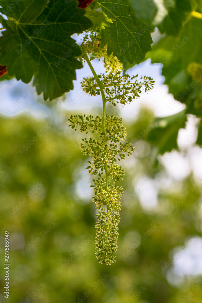 Flowering vine with small grape berries. Young green grape branches in the vineyard in spring time. Spain Flowering vine with small grape berries. Young green grape branches in the vineyard in spring time. Spain