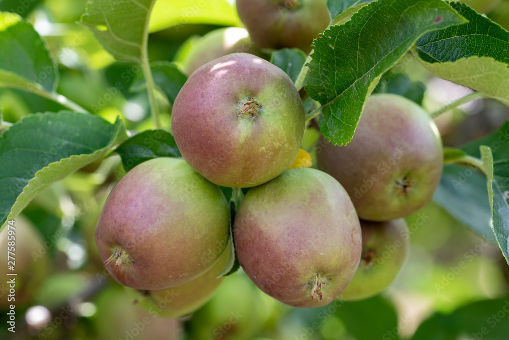 Growth of delicious golden apples in the garden. Growth of delicious golden apples in the garden.