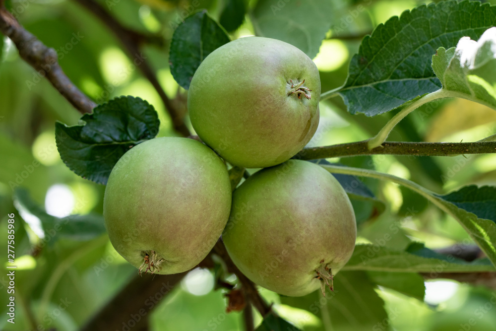 Growth of delicious golden apples in the garden. Growth of delicious golden apples in the garden.