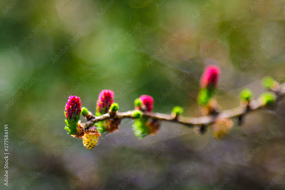 Ovulate cones and pollen cones of larch tree in spring. Ovulate cones and pollen cones of larch tree in spring.