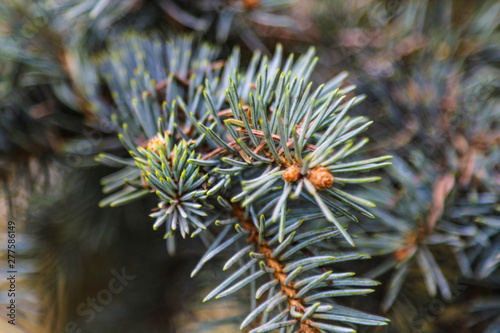Young branch of spruce or pine in spring close up.