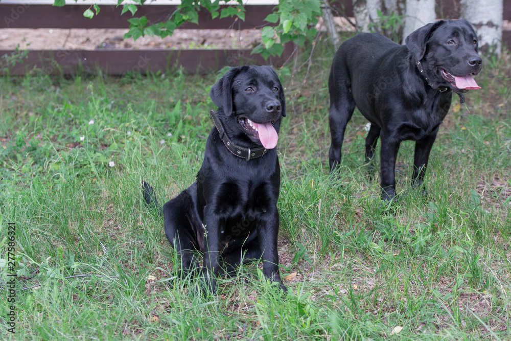 Two black labrador retriever on green grass in the park. Pet animals.