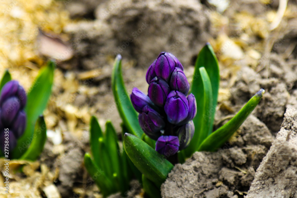 Close up of surprise pink and blue purple dutch hyacinth or garden hyacinth flowers fields in the park. Close up of surprise pink and blue purple dutch hyacinth or garden hyacinth flowers fields in the park.