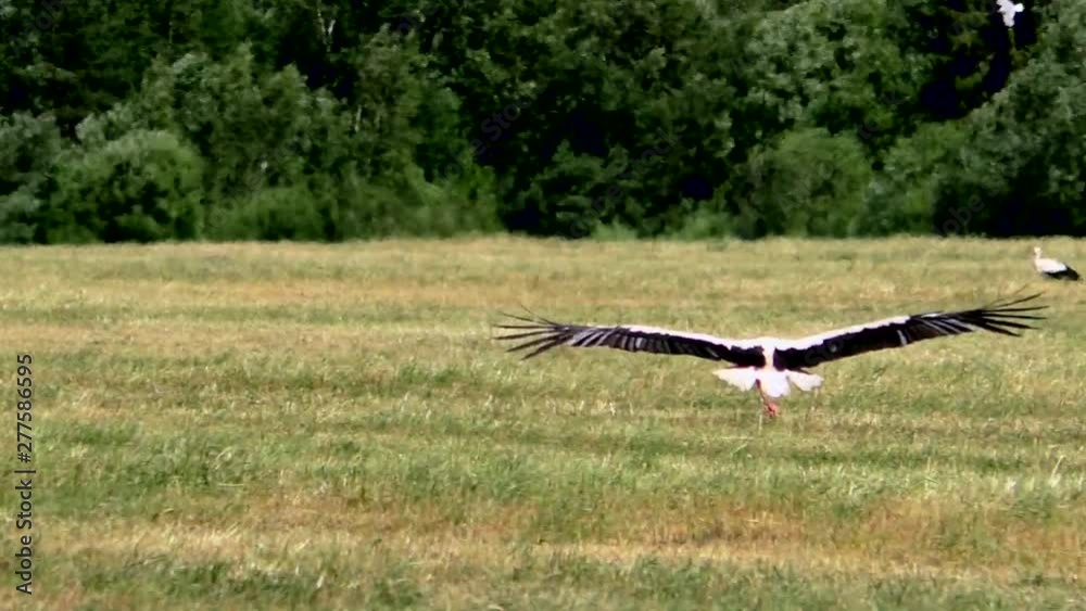 White storks fly over rural fields. Wild Bird life in the natural environment. White storks fly over rural fields. Wild Bird life in the natural environment.