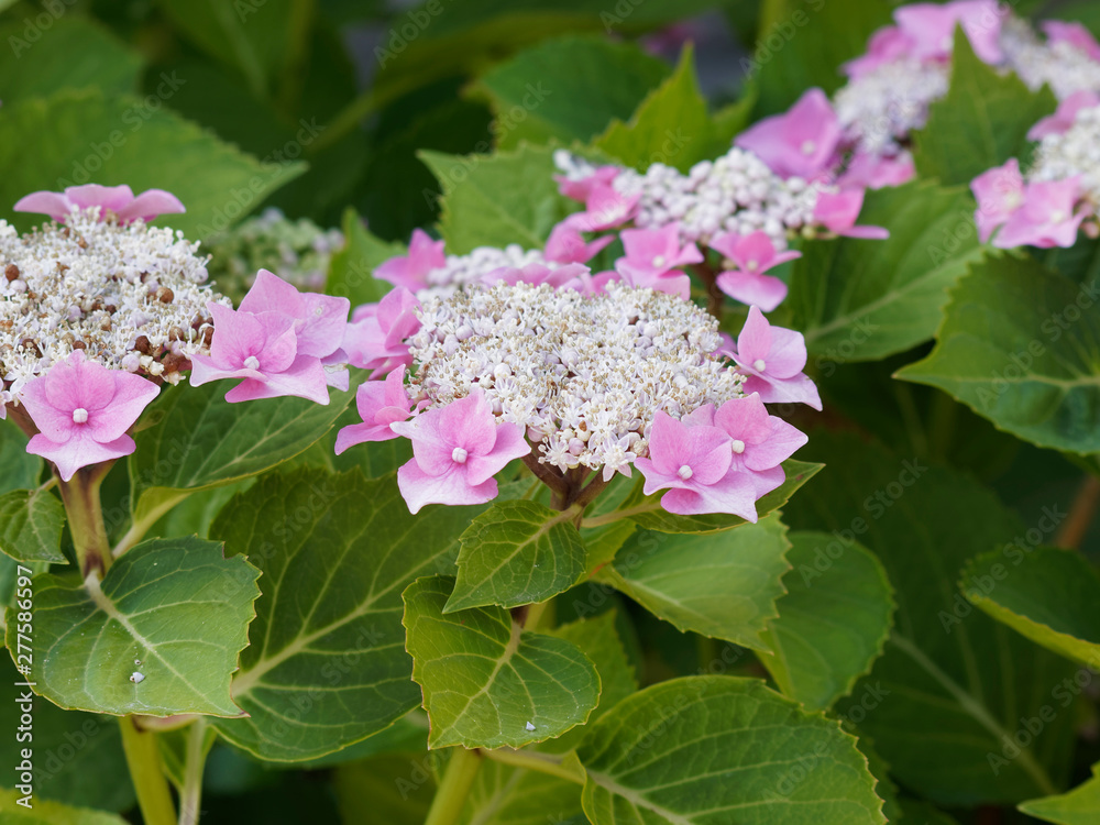 (Hydrangea macrophylla) Hortensia plat d'inflorescence à tête plate au fleurs rose clair (Hydrangea macrophylla) Hortensia plat d'inflorescence à tête plate au fleurs rose clair