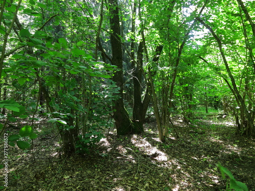 the landscape of a dense green forest in the summer. sunny weather.