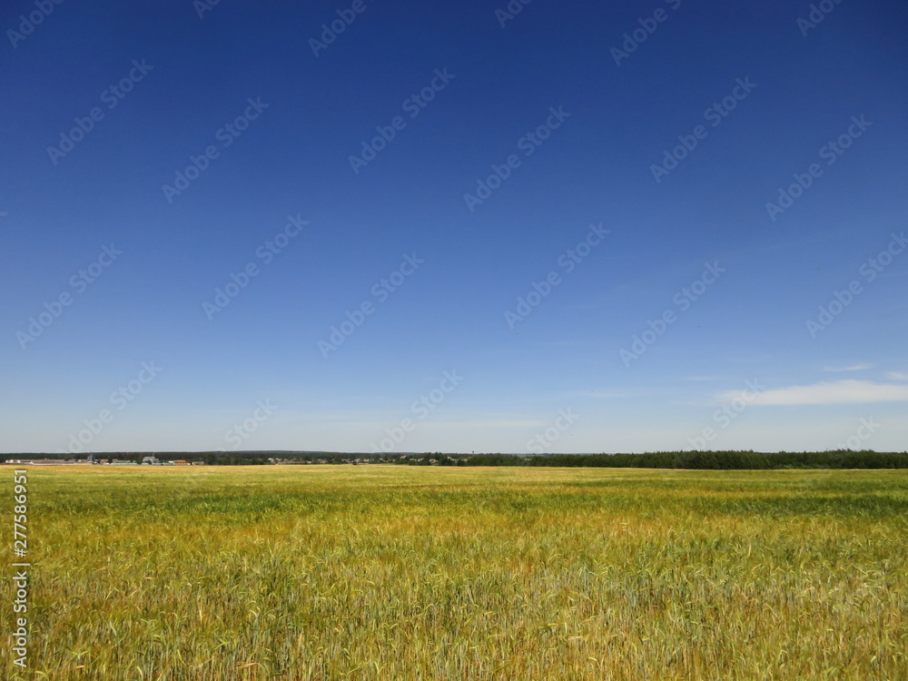 landscape ripening field of rye against the blue sky