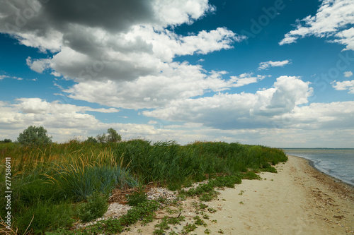 Fototapeta Naklejka Na Ścianę i Meble -  wild grass at sea coast - beautiful summer landscape