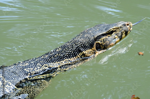 Varanus salvator or water monitor wild life in the city he is very good cleaning.	 photo