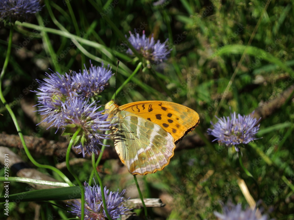 Orange butterfly sitting on a flower Orange butterfly sitting on a flower
