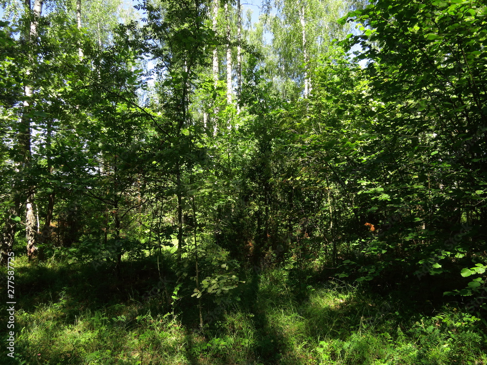 the landscape of a dense green forest in the summer. sunny weather. the landscape of a dense green forest in the summer. sunny weather.