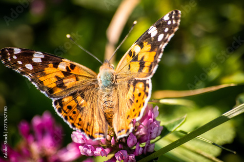 Colorful butterfly on a flower on the meadow
