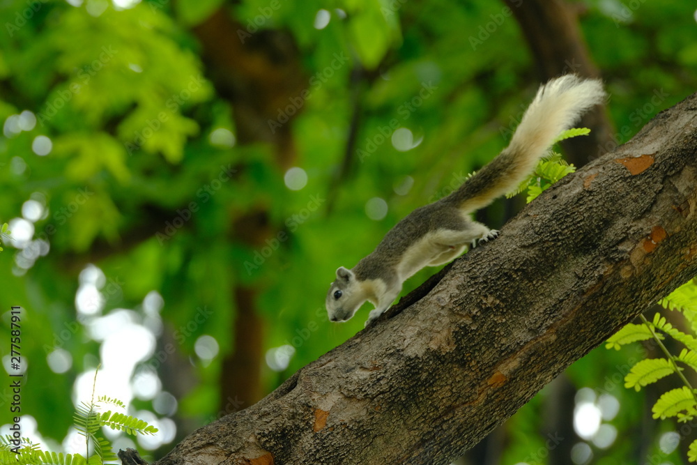 Squirrel climbing on the tree very feel good when looking