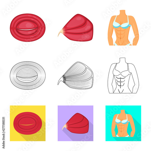 Isolated object of fiber and muscular logo. Collection of fiber and body vector icon for stock.