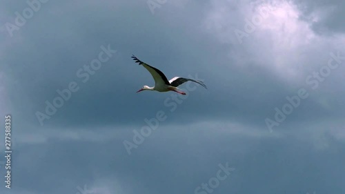 White stork flies in the clouds. Life of wild Birds in the natural environment.