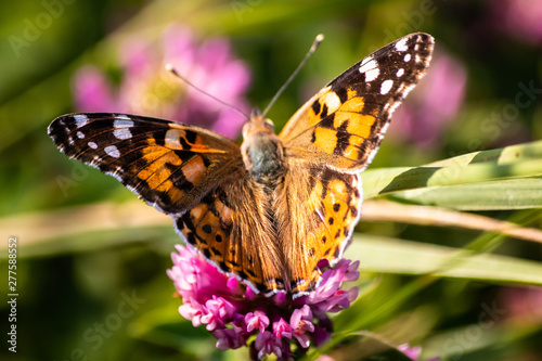 Colorful butterfly on a flower on the meadow