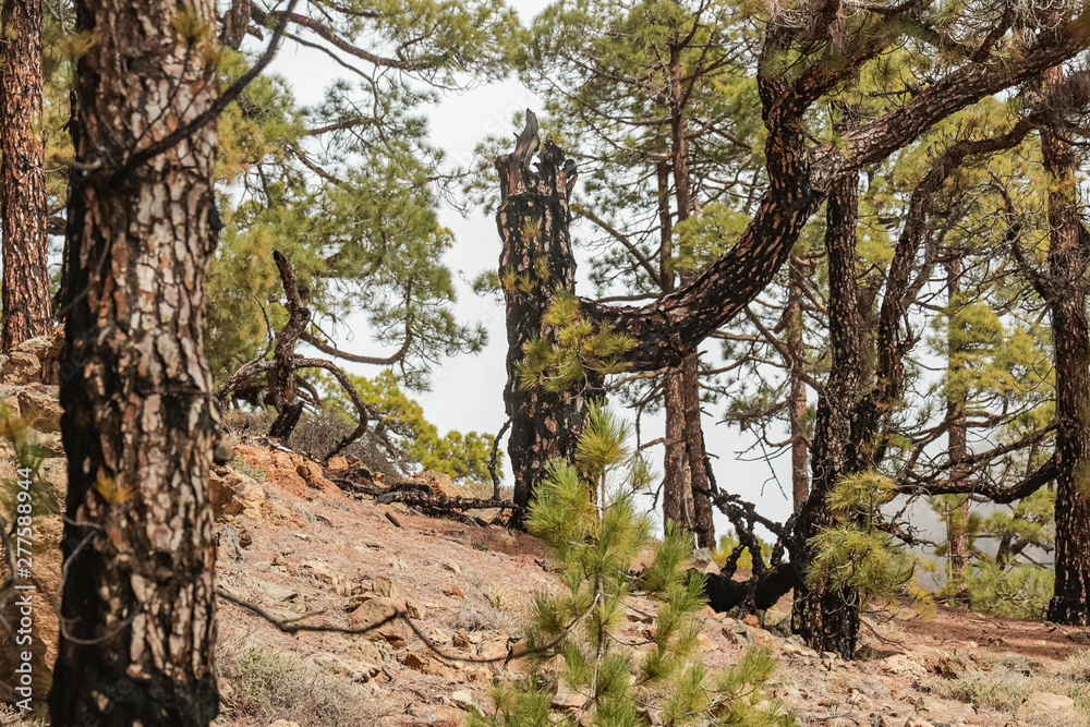 Fototapeta premium Mountains near Teide National Park. Old pine forest. Curved, gnarled ancient pines, dry fallen tree trunks and branches. Tenerife, Canary Islands, Spain. 2200m altitude