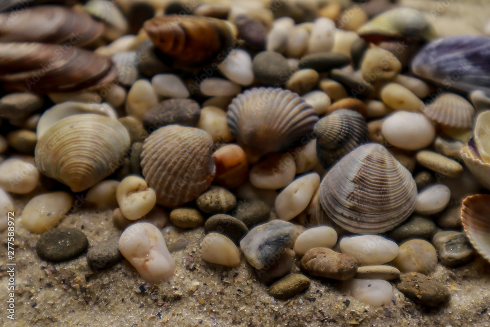 Seashells as background