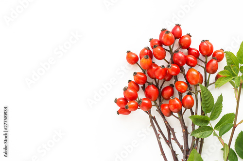 Medicinal plants and herbs composition Pile of Dog rose bunch branch Rosa canina on white photo