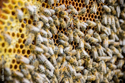 bees on honeycomb