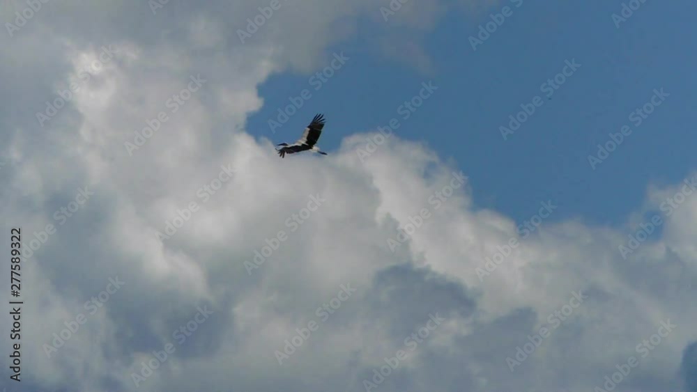 White stork flies in the clouds. Life of wild Birds in the natural environment. White stork flies in the clouds. Life of wild Birds in the natural environment.