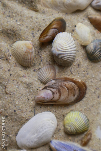 Sea shells on sand with space for text