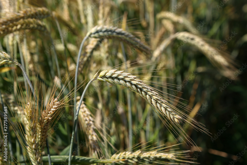 Backdrop of ripening ears of yellow wheat field Backdrop of ripening ears of yellow wheat field